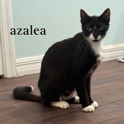 Photo of Azalea