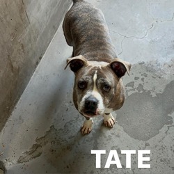Photo of TATE-A2140808