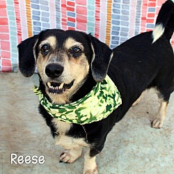 Thumbnail photo of Reese #1