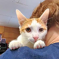 adopt a pet