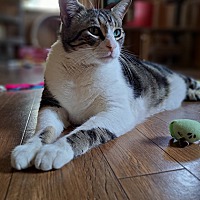 adopt a pet