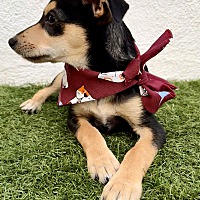 adopt a pet