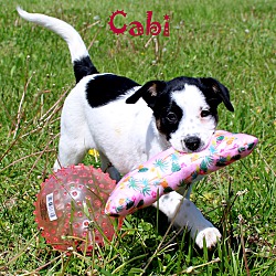 Thumbnail photo of Cabi~adopted! #2