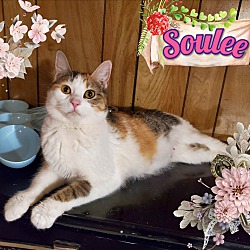 Photo of Soulee