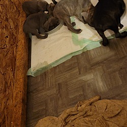 Thumbnail photo of 7 unnamed puppies #2