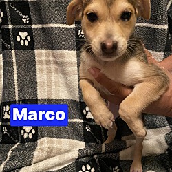 Photo of Marco