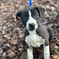 Day Before the Rainbow Rescue & Adoption Greenville SC