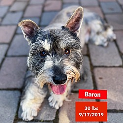 Photo of Baron