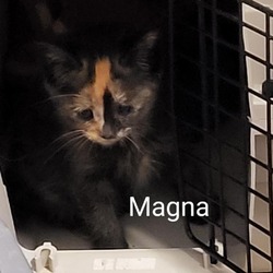 Thumbnail photo of Magna #3