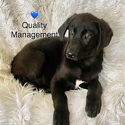 Thumbnail photo of Quality Management #2