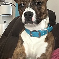 adopt a pet