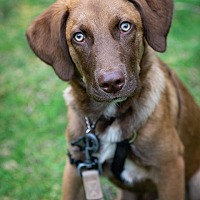 adopt-pet