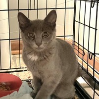 adopt-pet