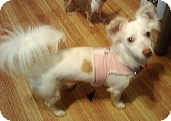 pomeranian dotson mix