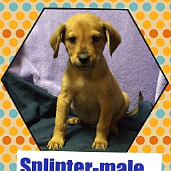 Thumbnail photo of Splinter (Pom) #1