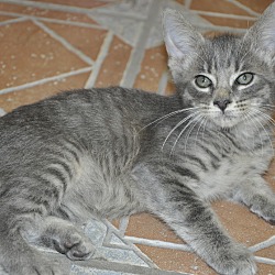 Thumbnail photo of Dusty (gray tabby kitten) #3