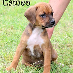 Thumbnail photo of Cameo~adopted! #2