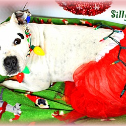 Thumbnail photo of Millie ~Holiday Promo~meet me~ #3