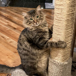 Photo of Meatball (With Rufus)