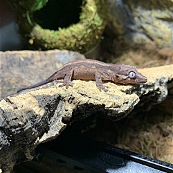 Photo of Kroko