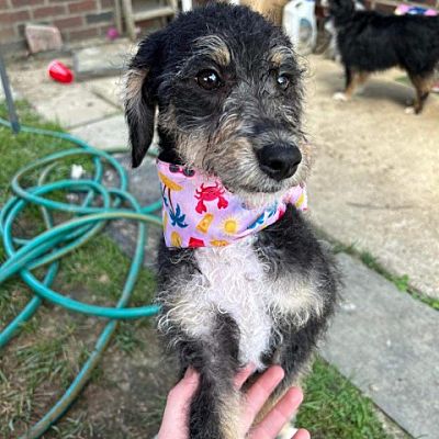 West Chester, PA - Greater Swiss Mountain Dog/Poodle (Miniature). Meet ...