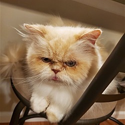 Photo of PETER (COURTESY POST)