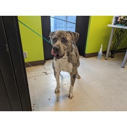 Photo of ACE