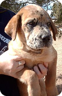 Sedona, AZ - Australian Shepherd. Meet Max Puppy a Dog for Adoption.