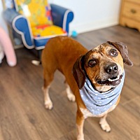 adopt a pet
