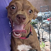 adopt a pet