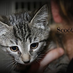 Thumbnail photo of Scooter #3