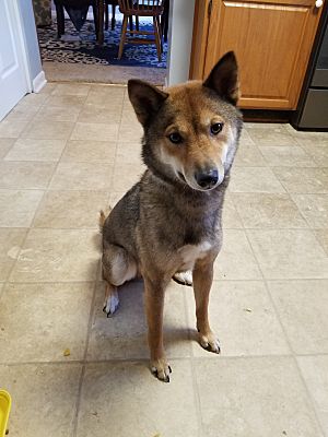 Lexington Ky Shiba Inu Meet Rockwell A Pet For Adoption