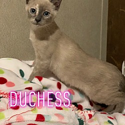 Photo of Duchess