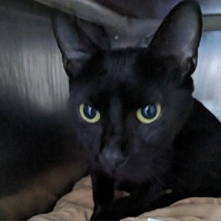 Photo of Hocus