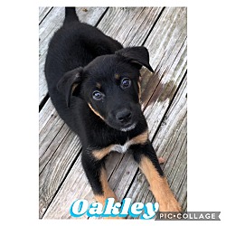 Photo of Oakely