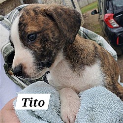 Photo of Tito