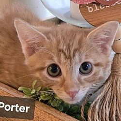 Thumbnail photo of Porter (24-758) #3