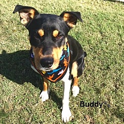 Thumbnail photo of Buddy #1