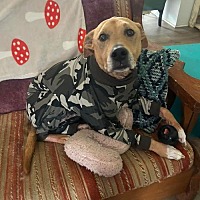 adopt a pet
