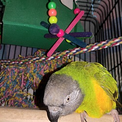 Thumbnail photo of Miss Ducky The Senegal Parrot #3