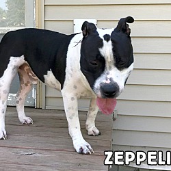 Thumbnail photo of Zeppelin #2