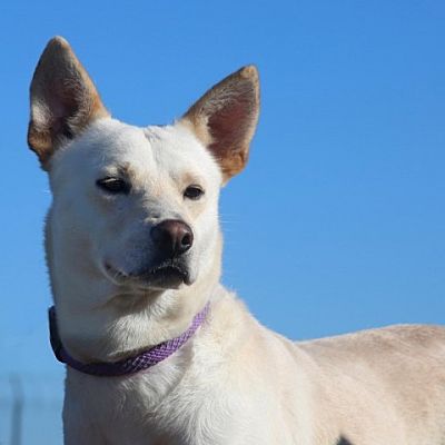 Natchitoches, LA - Cattle Dog/Feist. Meet Travis a Pet for Adoption ...