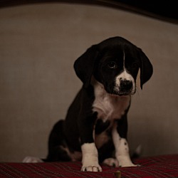 Thumbnail photo of Phish~adopted! #1