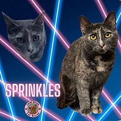 Thumbnail photo of Sprinkles #1