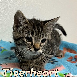 Photo of Tigerheart