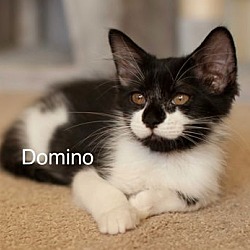 Thumbnail photo of Domino #1