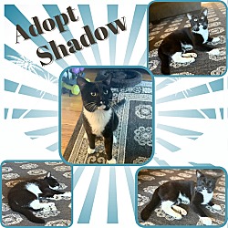 Thumbnail photo of Shadow - a sweet chatty boy! #1