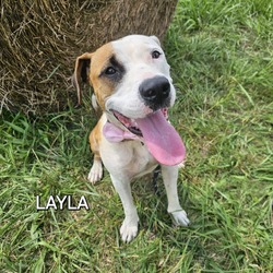 Thumbnail photo of Layla #3