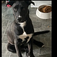 adopt-pet