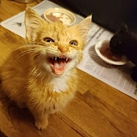 adopt a pet